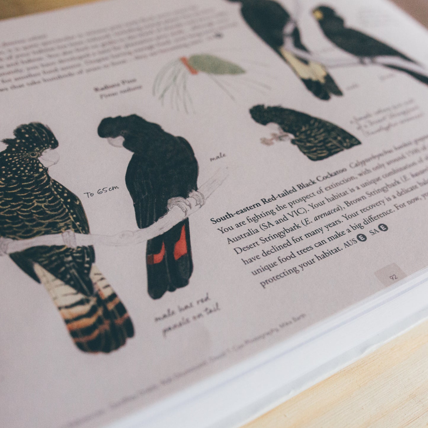 Where Birds Sing and Wildflowers Dance by Jason Tyndall