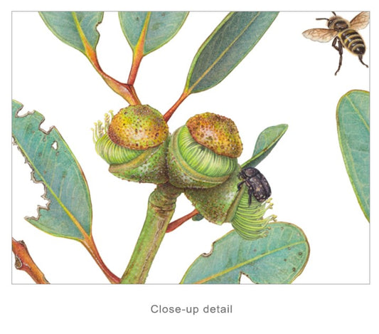 Bell-fruited Mallee - Limited Edition Print by Linda Catchlove