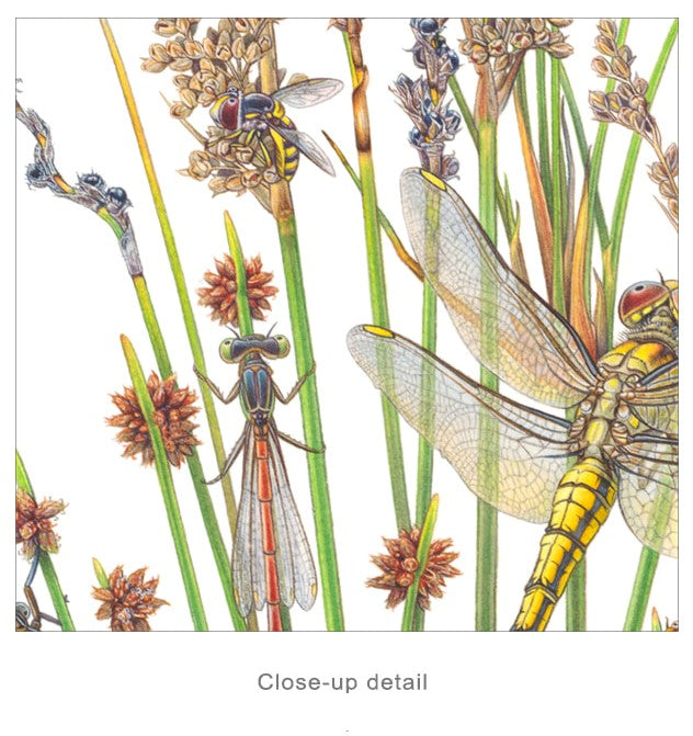Coming... Ready or Not! - Limited Edition Print by Linda Catchlove