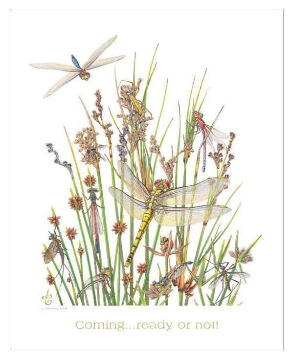 Coming... Ready or Not! - Limited Edition Print by Linda Catchlove