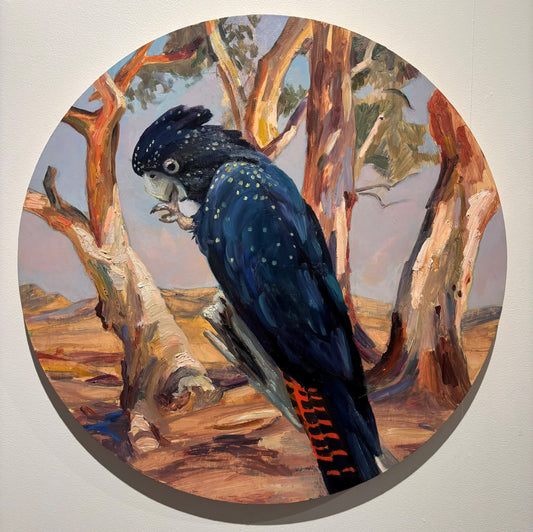 Red Tailed Cockatoo with Heysen Landscape - Sophie Hann