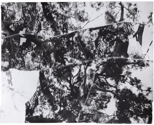 Asher Milgate - UNDER ITS SHADE WE REJOICED