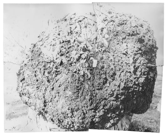 Asher Milgate - NEITHER THEY NOR THEIR PARENTS SINNED