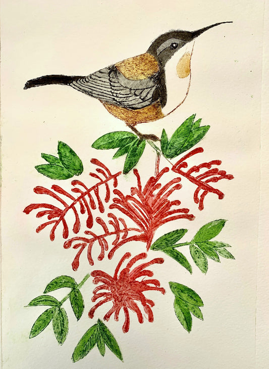 Spinebill - Open Edition Dry Point Etching Print