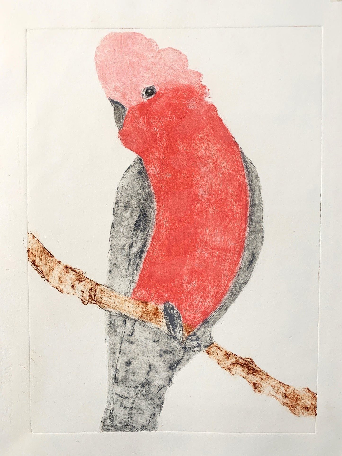 Galah - Open Edition Collagraph Print