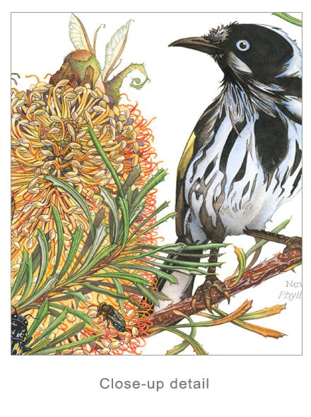 Banksia - Limited Edition Print by Linda Catchlove