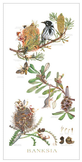 Banksia - Limited Edition Print by Linda Catchlove