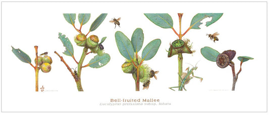 Bell-fruited Mallee - Limited Edition Print by Linda Catchlove