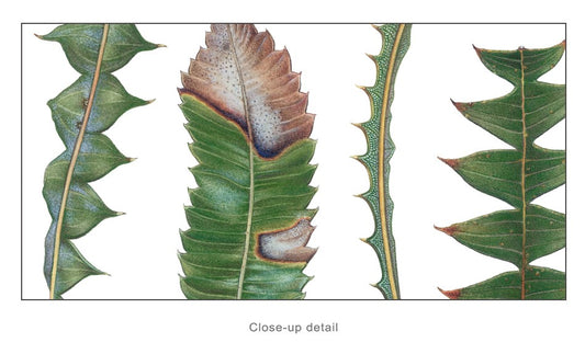 Banksia Leaves - Limited Edition Print by Linda Catchlove