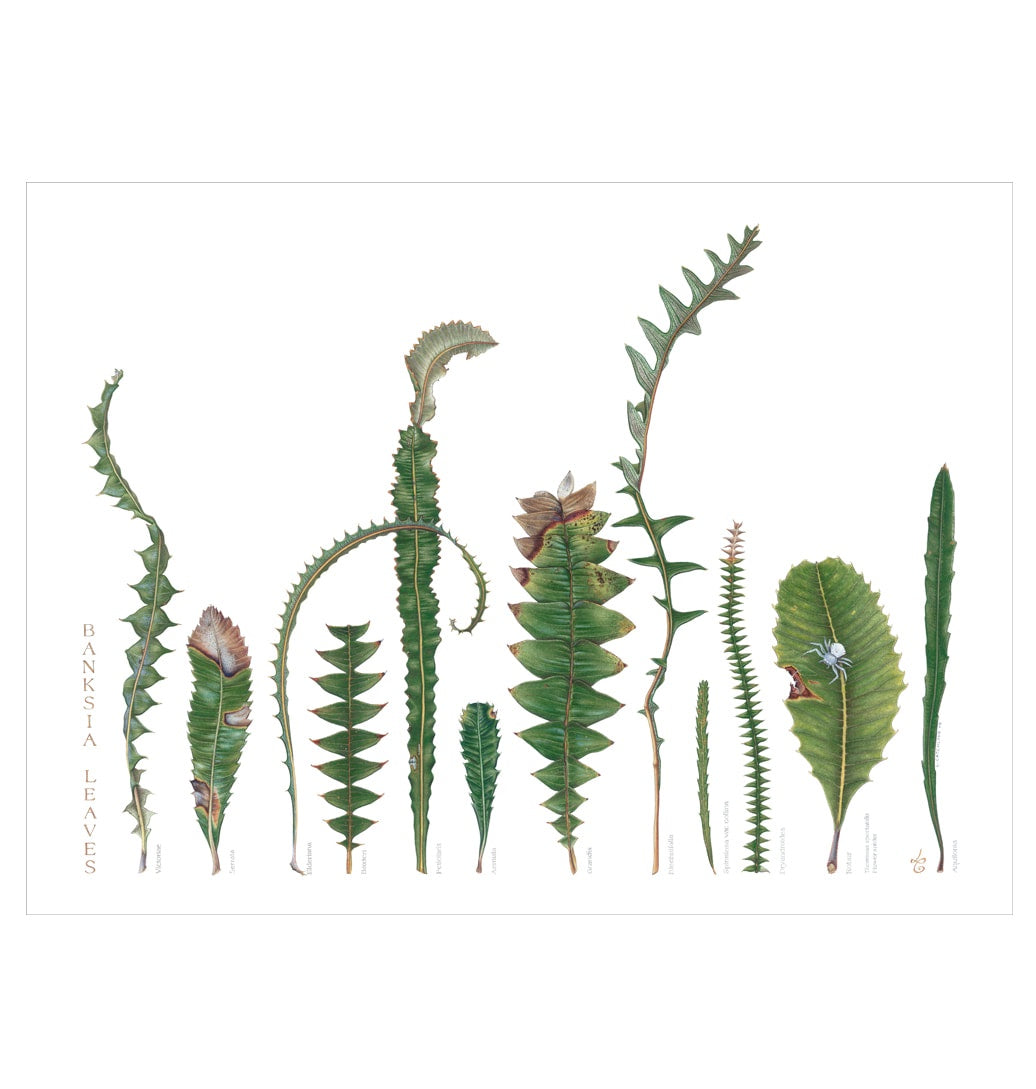 Banksia Leaves - Limited Edition Print by Linda Catchlove